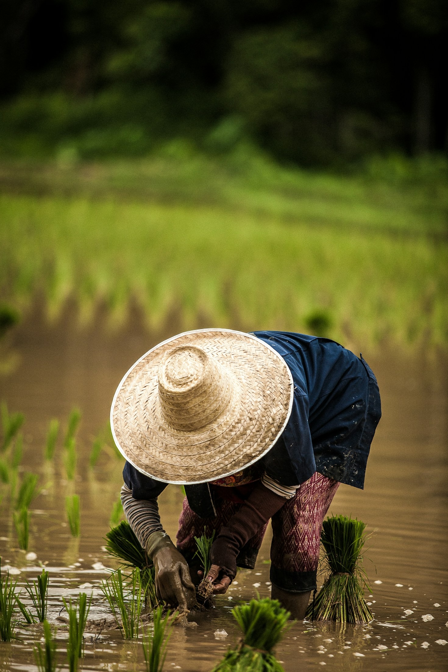 From Farm to Table: Navigating Regulatory Challenges